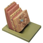 Stomach Wall Model